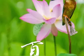 228年来最早夏至来了！广东人的“正气果”正大量上市，“可盐可甜”图片
