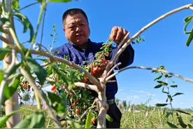 “小果子”闯出“大市场”——新疆特色农产品发展观察图片
