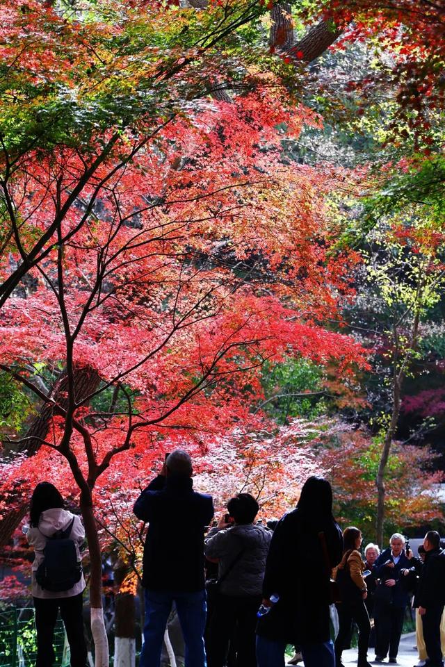 官宣：栖霞山进入最佳观赏期！