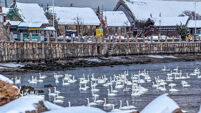 山东荣成：天鹅海湾 雪景如画
