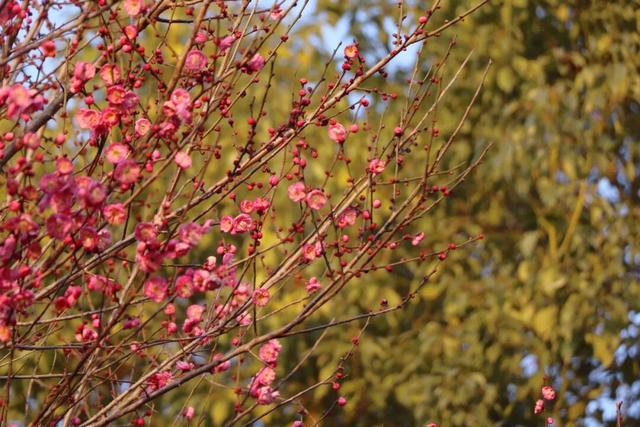 枝江2026年第一波梅花开了！