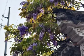 太浪漫！樱花之后 无锡花界顶流是…图片