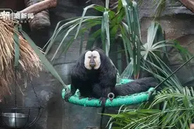 这届年轻人又盯上了动物园 “zoo walk”为啥火了？图片