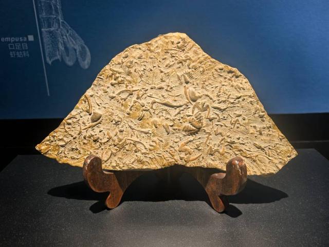这里是青岛｜海大海洋生物博物馆免费开放，3000余标本展现海底奇幻