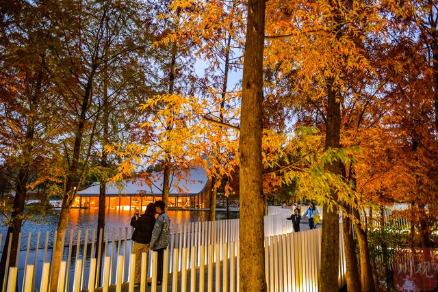 C视觉丨初冬兴隆湖 邂逅油画森林