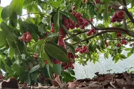 东北真鲜|香蕉莲雾番石榴竟是东北产——探访辽宁寒冬里的热带水果大棚图片