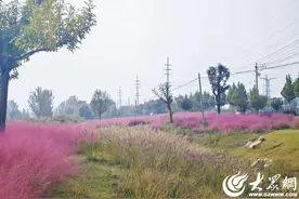 组图 | 圈“粉”啦！聊城这里大片粉黛乱子草盛开图片