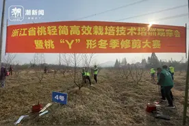 “三主枝”桃树为何要锯掉“一枝”？田间这场比赛吸引全省多地果农图片