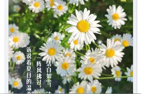 夏日限定：大滨菊花海正处盛花期！推荐前往这些点位观赏→图片