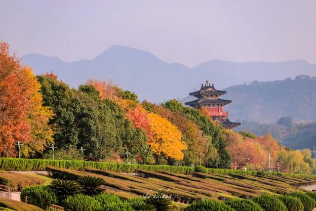 藏不住！秋天的莲都街头，绝美~