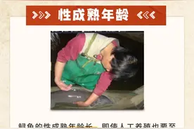 一图读懂——鲟鱼“催产”全流程图片