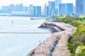 杭州春日浪漫顶流！“樱花跑”开始报名图片