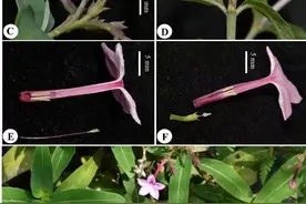 广西发现螺序草属植物新物种“蝎尾螺序草”图片