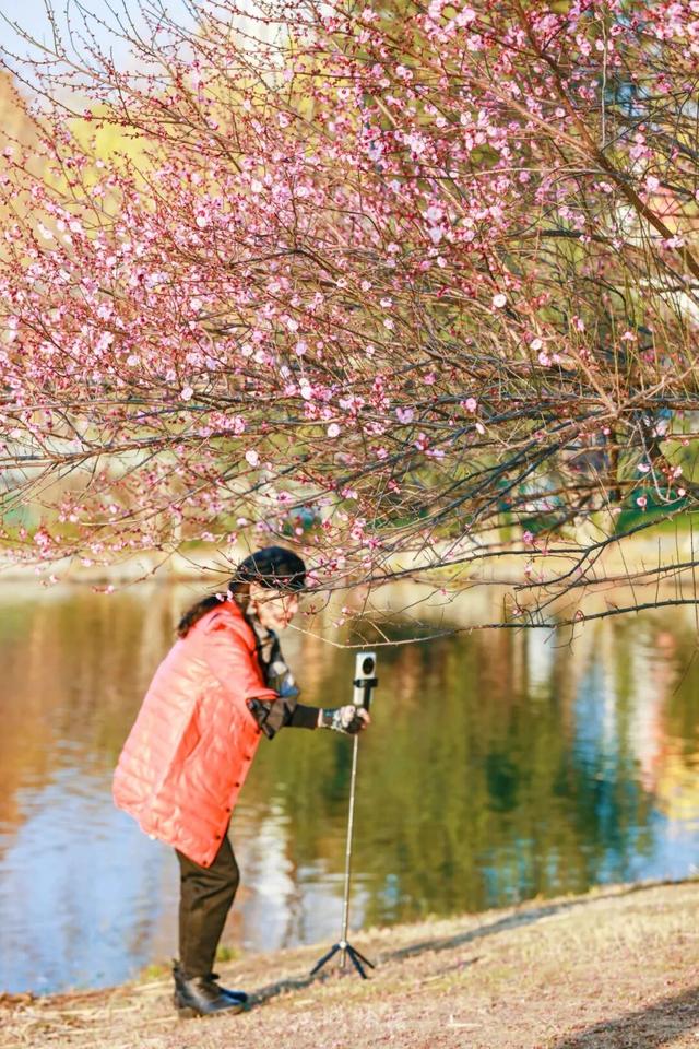 武汉梅花美到封神！官方赏梅地图请收好