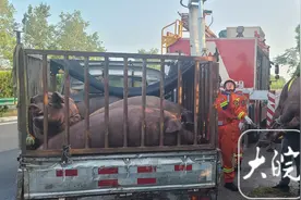 一头猪在高速公路溜达 民警消防消除安全隐患图片