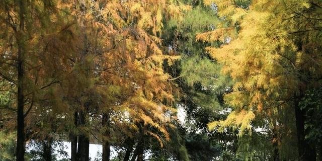 多图｜“醉”美企石！这里的落羽杉“红”了