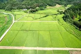 江西广昌：水稻制种“赶花”忙图片