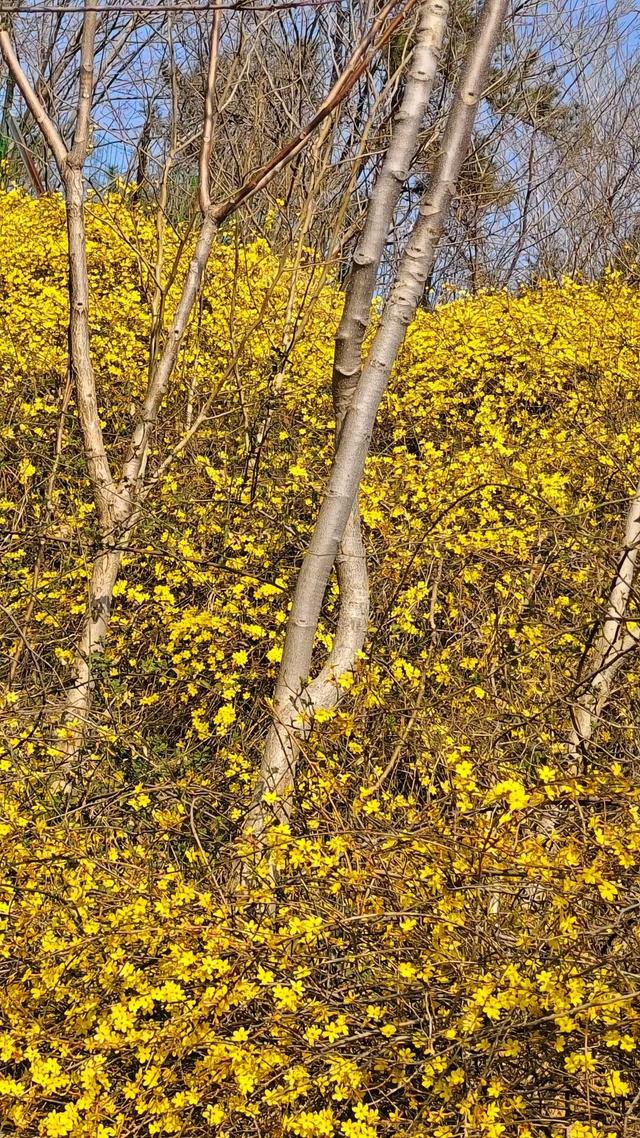 春信｜误入迎春花谷，​整个世界瞬间明媚灿烂