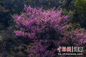 鲁山：紫荆花开漫山野图片