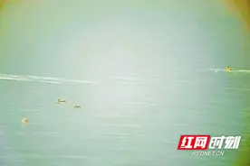 隆回县：百只绿翅鸭湖中觅食 魏源湖迎来首批“过冬客”图片