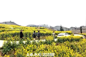 纳雍曙光：油菜花盛放　为乡村振兴注入新活力图片