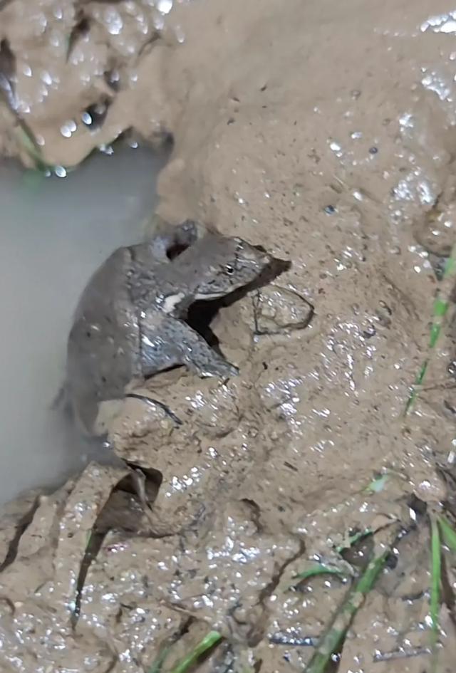 蚌埠龙湖音乐节满地泥巴还爬出甲鱼，游客成“兵马俑”自嘲来插秧，场地方致歉：一直下雨