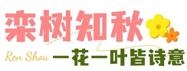 我说“仁寿秋天那么美”，栾树：是的