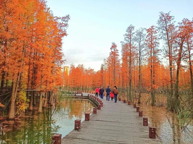 不是在云南，南充这里的水杉被问爆了~