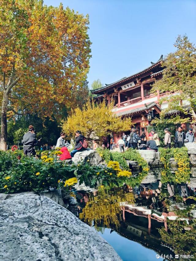 秋高气爽，济南观泉赏菊好时光