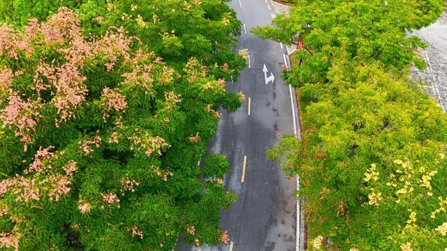 秋日画卷 | 去宁南 赴一场温泉与栾树的秋日之约