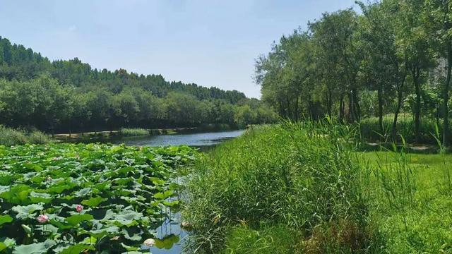 豫见两山 绿色答卷丨生态之旅——打卡“美丽河湖”天鹅湖、饮马河、白龟湖