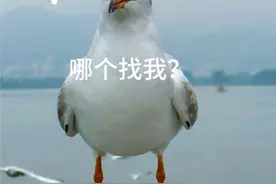 海鸥来啦！快坐上动车来昆明“鸥”遇~图片