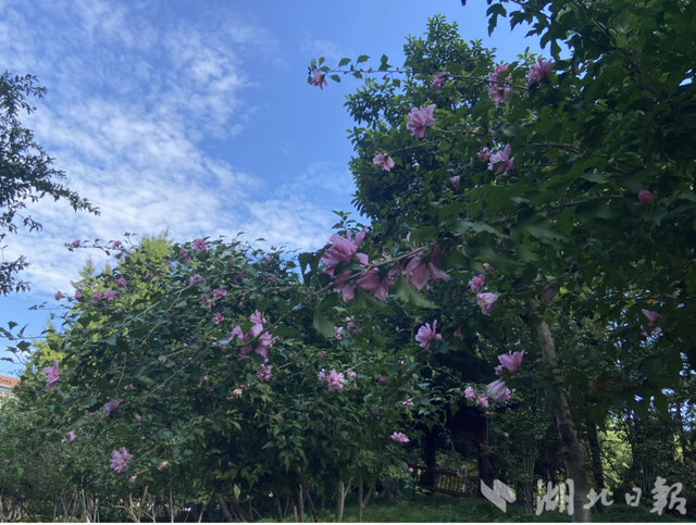木槿之美：汉阳公园的九月盛景