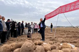 【甘快看】马铃薯新品种甘农薯7号示范田亩产破万斤图片