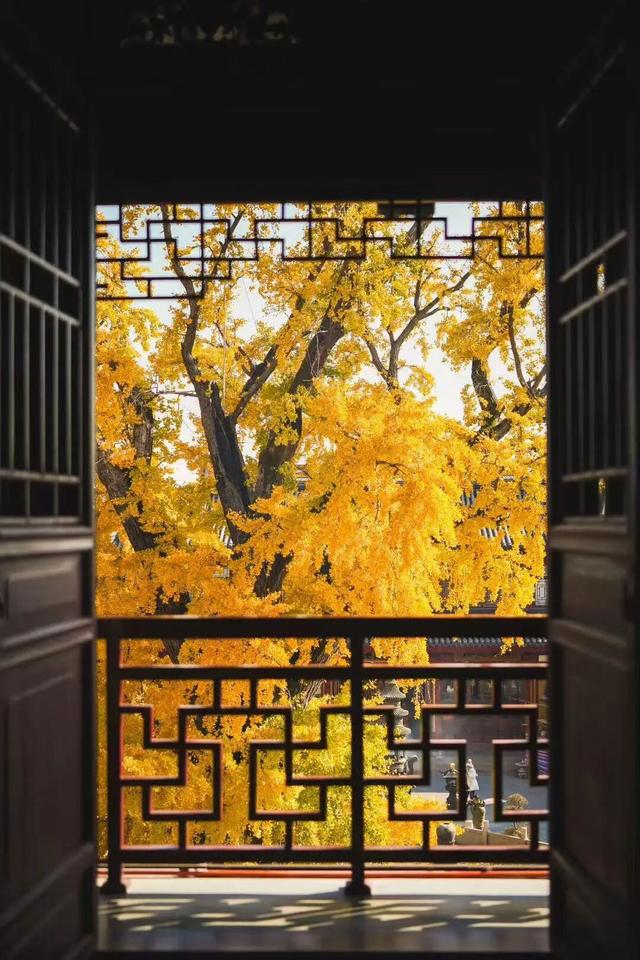 上海顶级秋景！藏着传统中国色→