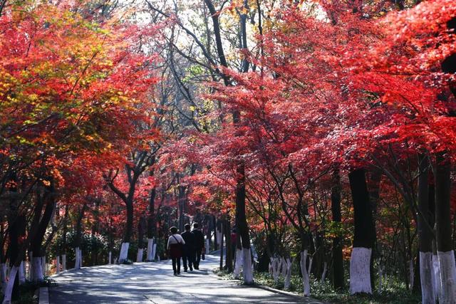 官宣：栖霞山进入最佳观赏期！