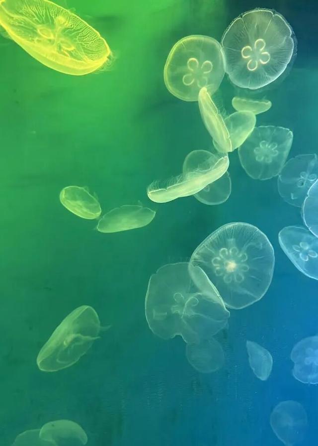好消息！宁波出发直达，门票半价