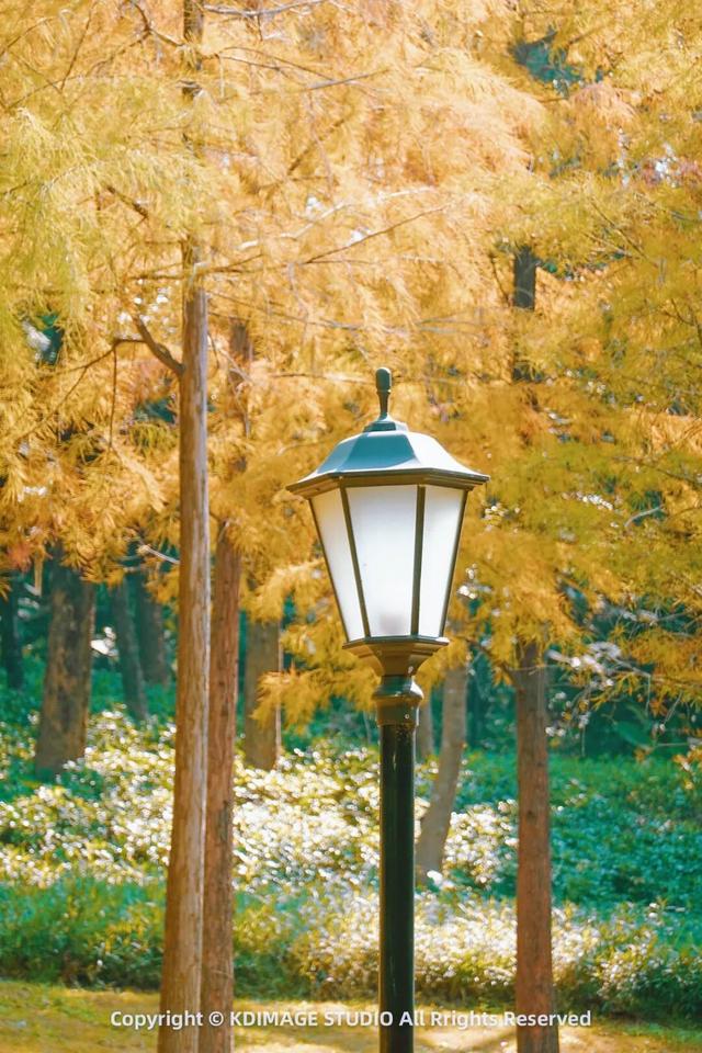 深圳秋日限定：三处落羽杉秘境，邂逅南国绚烂之季