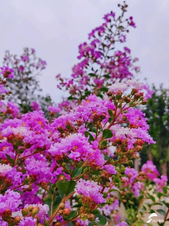 组图丨泰山虎山公园：紫薇花开 惊艳盛夏