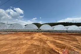 玉溪元江：以“保姆式”服务助力千亩数字蓝莓基地建设图片