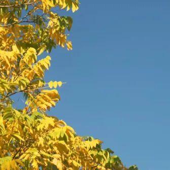 别再等！宝山这里已把秋日色阶拉满