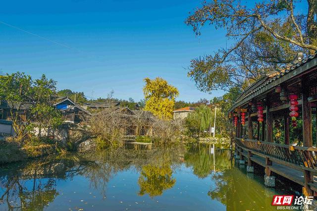 岁暖时刻丨一树千年金，解锁湖南冬日最美打开方式