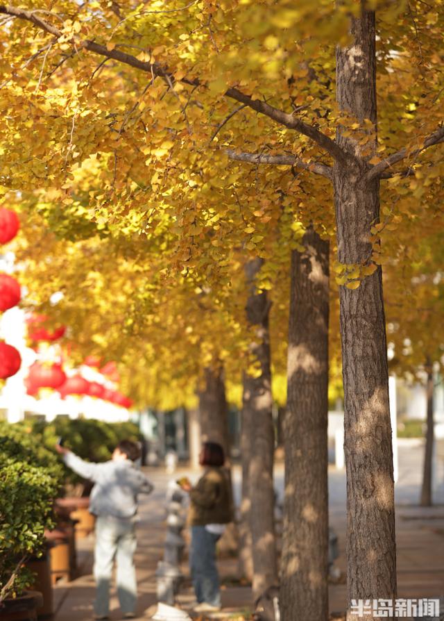 澳门路银杏树披“金甲”