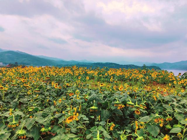 河南汝阳：岭上葵花迎秋绽放