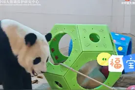 大熊猫“福宝”的丰容玩具里藏着美食！一起云探班图片