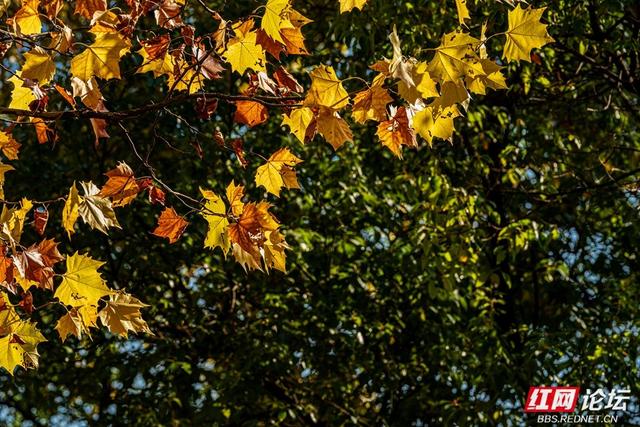 梧桐染晨光，一条路藏尽长沙的温柔