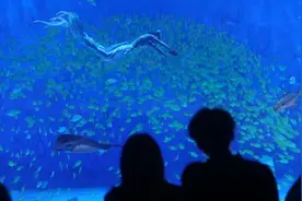 2025中国美人鱼公开赛启幕，激活上海文旅商体新引擎图片