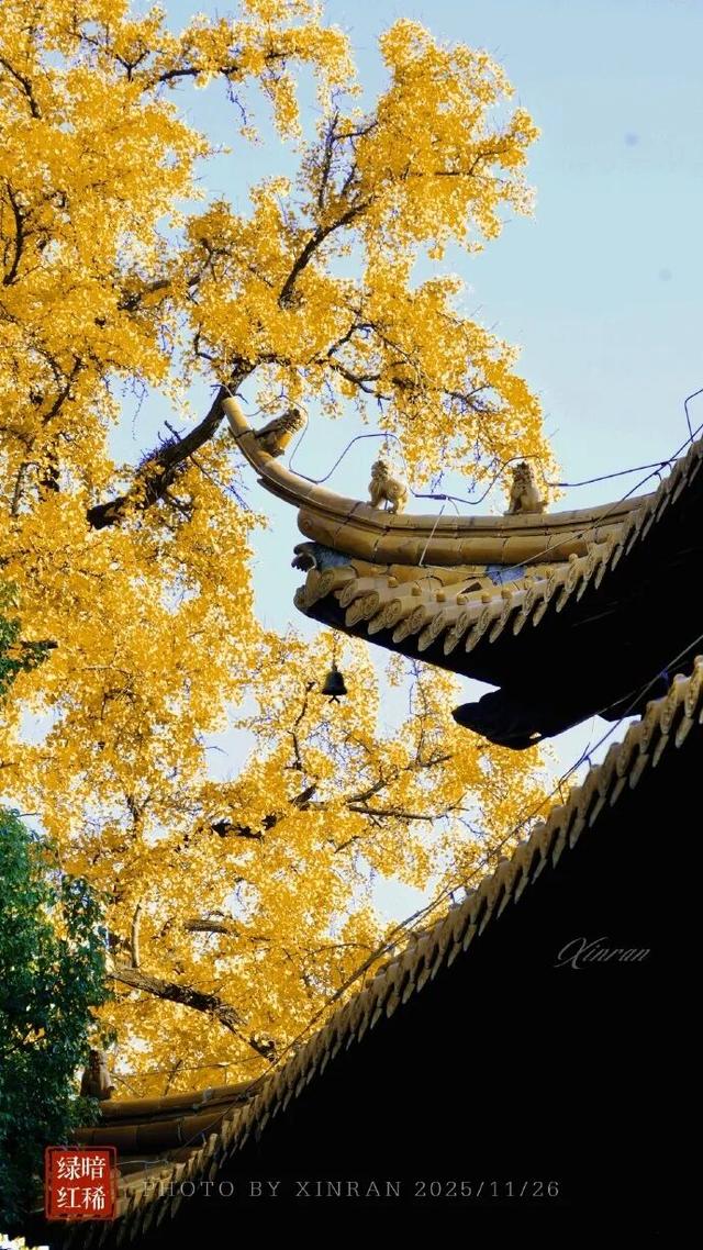 “西红柿炒蛋树”排队？快来秦淮开启“金黄时刻”！