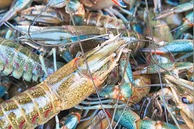 快来尝鲜！丘北平寨稻田养殖的澳洲龙虾新鲜上市图片