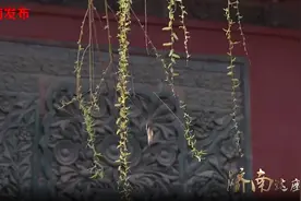 济南这座城 |春色满城关不住！济南的春天画卷合集来了图片